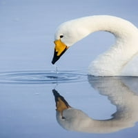 Japan-Hokkaido a Whooper Swan капе вода от сметката си, след като пие от Елън Гоф