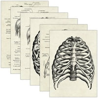 Изучаване на човешка анатомична диаграма Декоративни човешки органи Анатомични плакати