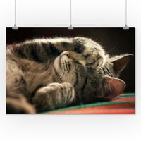 Спящо коте - Фотография на фенер