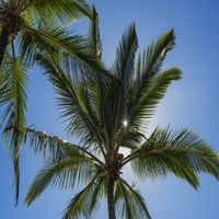 Кокосови палми с подсветка от слънчевата светлина в синьо небе; Poipu, Kauai, Hawaii, Poster Poster Poster Poster от Robert L. Potts Design Pics Pics