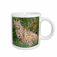 3Drose Bobcat Wildlife - Na Aje - Адам Джоунс, керамична халба, 11 -унция